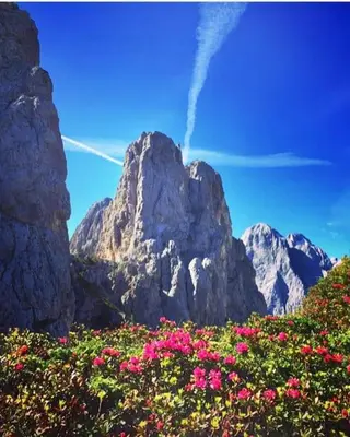 a mountain with pink flowers in front of it at Apartment Al Sasso in Taibon