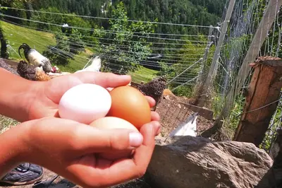 a person holding two eggs in their hands at Chalet in Funes Valley with Dolomites Views in Funes