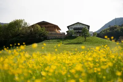 a field of yellow flowers in front of two houses at Fortschöllhof in Castelrotto