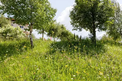 a field of tall grass with two trees in the background at Berghütte Blockhaus in Redagno