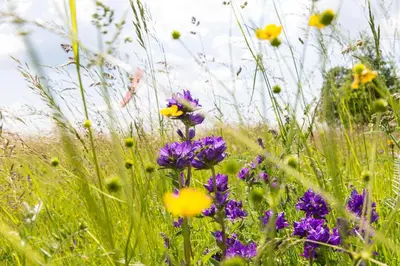 a field of purple and yellow flowers in a field at Berghütte Sommerstall in Redagno
