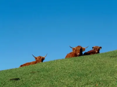 a group of cows sitting on top of a grassy hill at Berghütte Sommerstall in Redagno