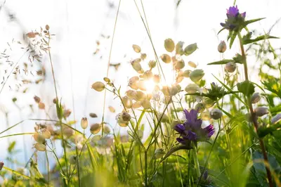 a field of flowers with the sun in the background at Berghütte Sommerstall in Redagno
