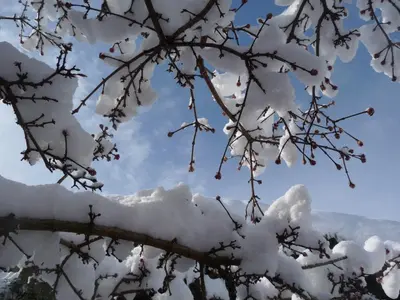 a tree branch covered in snow and clouds at Apartments Ferdigg in San Lorenzo di Sebato