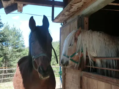 two horses are standing next to a stable at Gastreinhof in Meltina