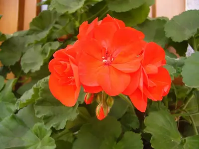 a red flower with green leaves on a plant at Gastreinhof in Meltina