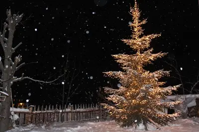 a christmas tree in a yard in the snow at B&B Ciasa Brüscia in San Vigilio Di Marebbe