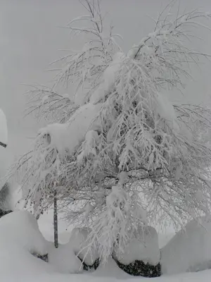 a tree is covered in snow at Apartments Residence Alta Badia in Colfosco