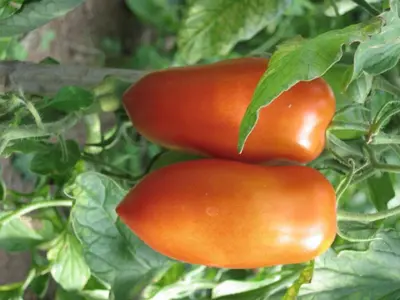 two tomatoes are growing on a plant at Hotel Pausa in Montagna