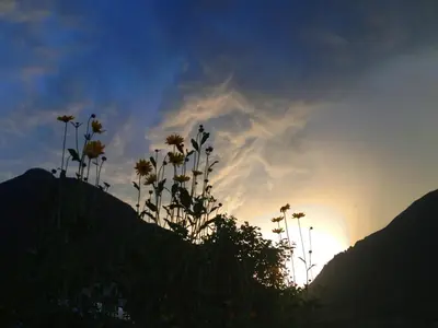 a silhouette of a plant with the sunset in the background at Lahnerhof in Campo Tures