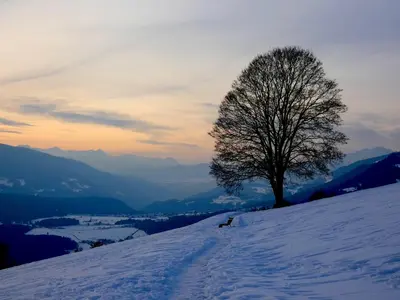 a tree sitting on top of a snow covered slope at Ladurner Home in Brunico