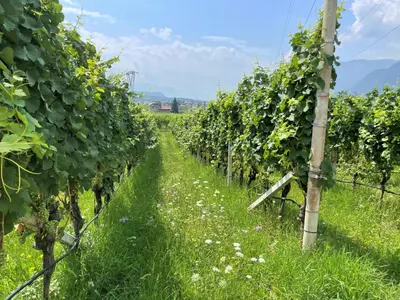 a row of vines in a field with a fence at Bühel im Gschleier in Appiano sulla Strada del Vino