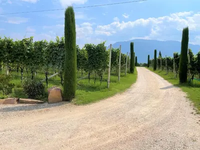 a dirt road through a vineyard with cypress trees at Bühel im Gschleier in Appiano sulla Strada del Vino