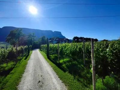 a dirt road in the middle of a vineyard at Bühel im Gschleier in Appiano sulla Strada del Vino