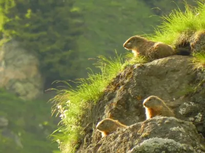 two squirrels sitting on a rock with grass at Rifugio Capanna Bill in Rocca Pietore