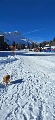 a dog walking across a snow covered field at Tana delle Marmotte in Falcade