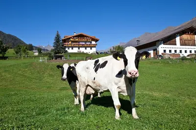 two cows standing in a field in front of a barn at Schneiderhof, Chalet, Urlaub auf dem Bauernhof in Ridanna
