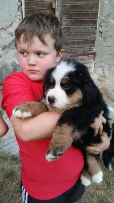 a young boy holding a puppy in his arms at Planitzhof in Castelrotto