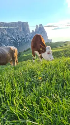 two cows eating grass in a field with a mountain in the background at Planitzhof in Castelrotto