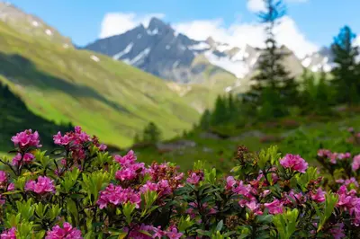 a field of flowers with mountains in the background at Residence Haus Ragen in Brunico