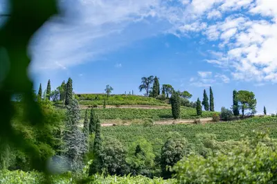 a field with cypress trees and a blue sky at VILLA NAJ in Termeno