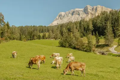 a herd of cows grazing in a field of grass at Lüch da Fusse in Badia