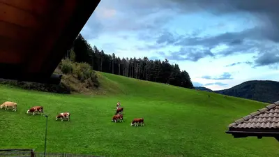 a group of cows grazing on a green field at Landhaus Anita Dolomiten Kronplatz in Perca