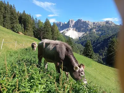 two cows grazing on a hill with mountains in the background at Zimmererhof in Bressanone