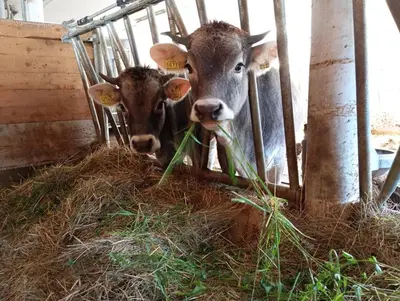 two cows are standing in a pile of hay at Zimmererhof in Bressanone