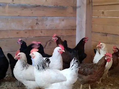 a group of chickens standing next to a fence at Zimmererhof in Bressanone