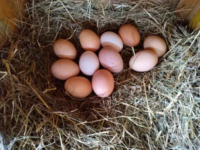a group of eggs in a nest of hay at Zimmererhof in Bressanone