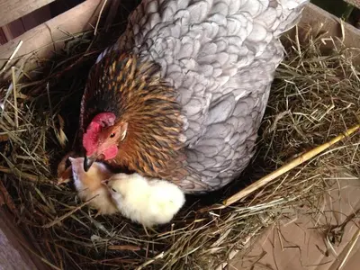 a turkey is sitting in a nest with two chicks at Bauernhof Hof Unternberg in Magrè allʼ Adige