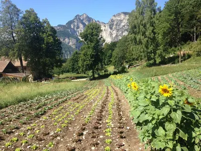 a field of sunflowers with mountains in the background at Bauernhof Hof Unternberg in Magrè allʼ Adige