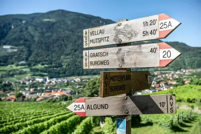 a wooden sign in front of a vineyard at Ferienwohnungen St Hippolyt mit Hallenbad in Lagundo