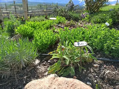 a garden with green plants and a rock at Plattenriegelhof in Appiano sulla Strada del Vino