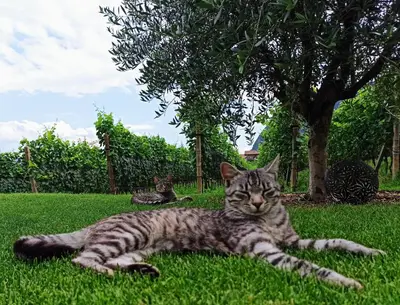 a cat laying in the grass next to a tree at Plattenriegelhof in Appiano sulla Strada del Vino