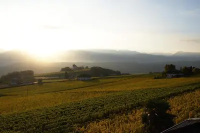 a field of crops with the sun in the background at Plattenriegelhof in Appiano sulla Strada del Vino
