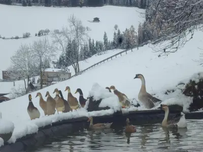a group of ducks in the water in the snow at Pitznerhof in Maranza