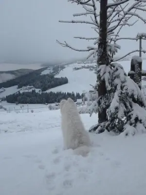 a polar bear walking in the snow next to a tree at Pitznerhof in Maranza