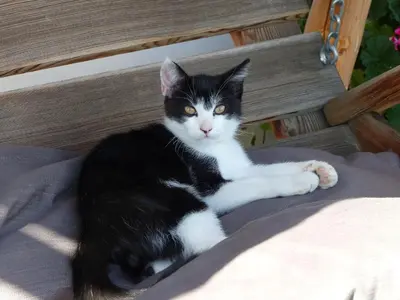a black and white cat sitting on a bed at Pitznerhof in Maranza