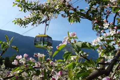a cable car in the mountains with pink flowers at Appartements Residence Ganthaler in Rablà