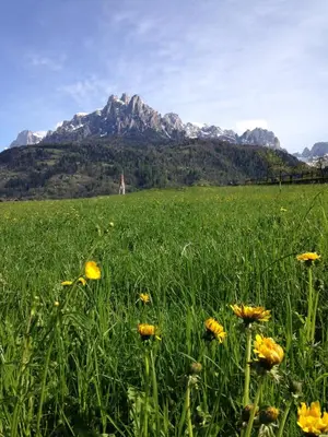 three deer standing in a field of grass at Casa Gabriella in Fiera di Primiero