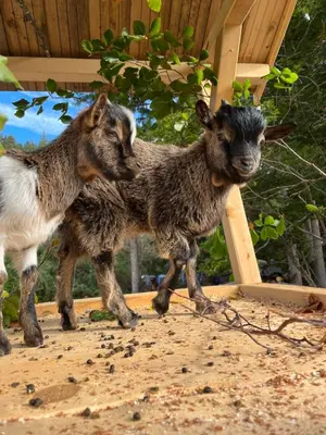 two baby goats walking in the sand at Casa Vacanze Natura in Mendola