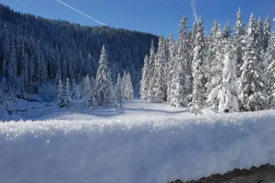 a snow covered forest with snow covered trees on a mountain at Ciasa Mancin Suite-Apartments in Moena