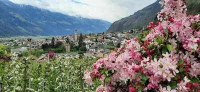 a bunch of pink flowers in front of a village at Ferienwohnungen Schweitzer in Parcines