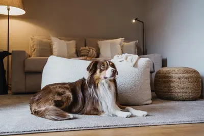a dog laying on the floor in front of a couch at meralino boutique apartment in Merano