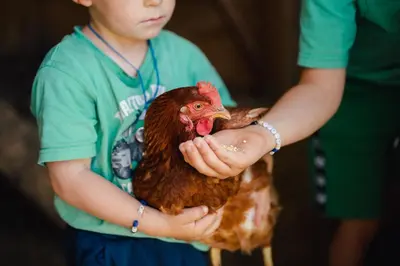 a young boy holding a chicken in his hands at Stadl Chalet oberhalb Brixen in Rosa