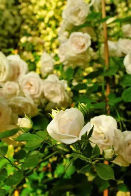 a bunch of white roses with green leaves at La Vista - Apartment mit Traumblick & Garten in Marlengo