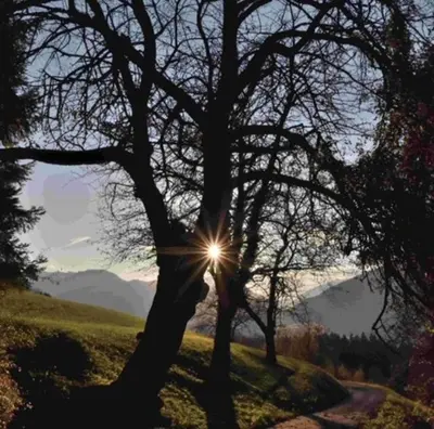 a tree in a field with the sun shining through it at Appartamento Da Romina con parcheggio gratuito in Sanzeno