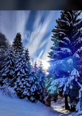 a group of trees with snow on them at Appartamento Da Romina con parcheggio gratuito in Sanzeno
